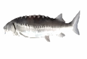 Fish spinning